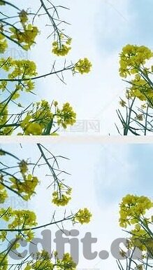 麻豆传媒免费播放-麻豆传媒视频观看的正当性探讨