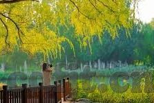 麻豆日记app缓存路径-解锁麻豆日记APP的缓存路径，一场关于高效存储与个性化体验的探索